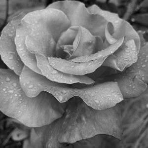 Meet your Posher, Phoebe